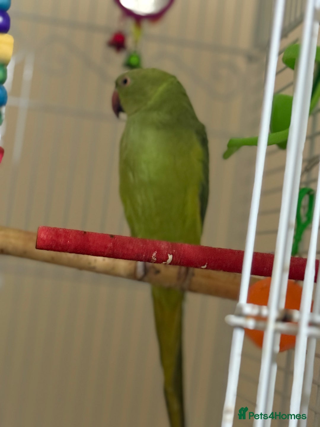 Ringnecks birds for sale: Indian ringneck - Image 1