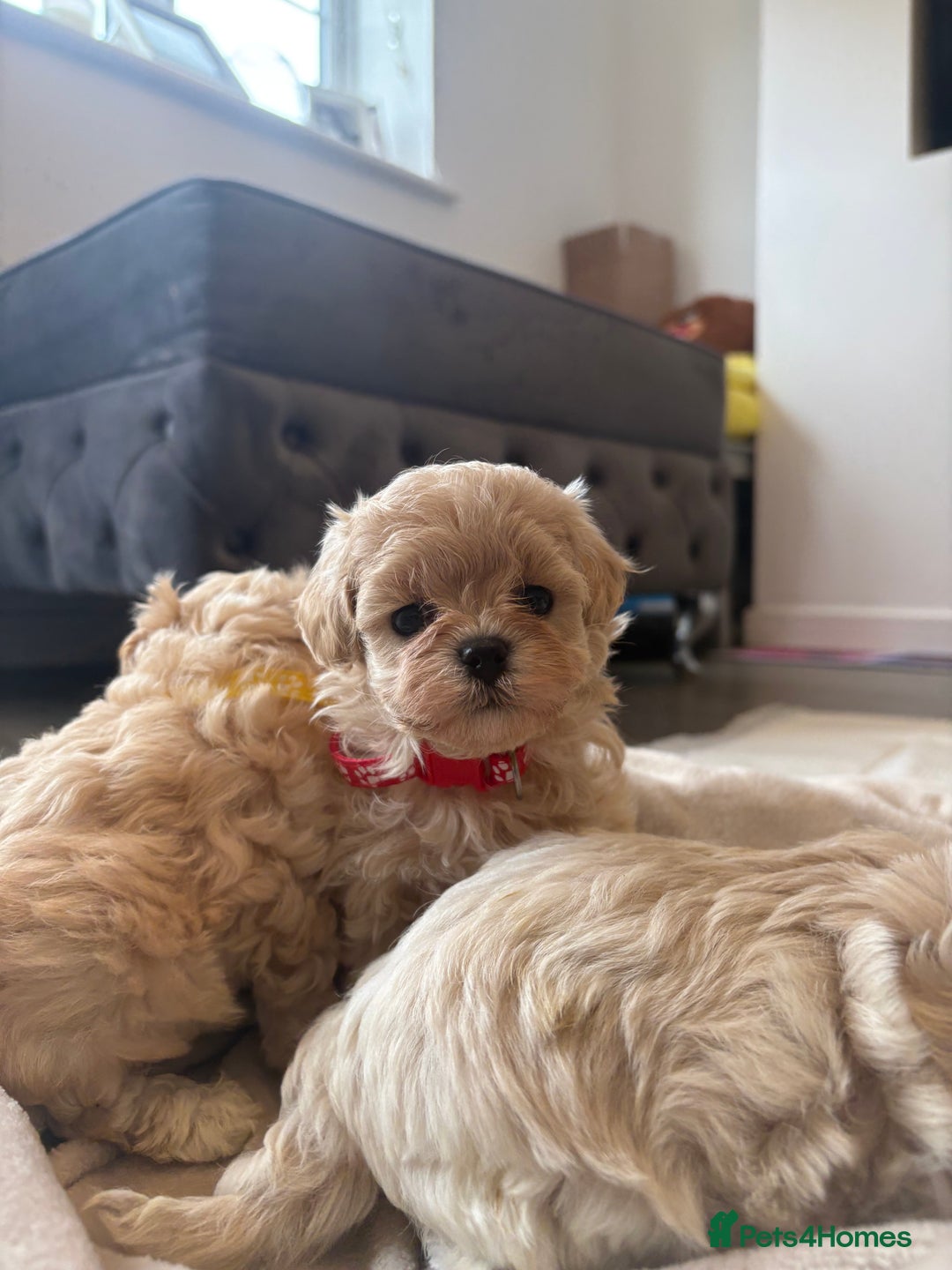 Maltipoo dogs for sale: F1 Maltipoo girl❤️ - Image 1