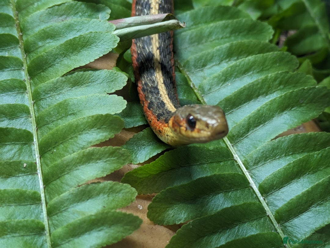 Garter Snake reptiles for sale: 2 Garter snakes, inc. terrarium and heat lamp - Advert 3