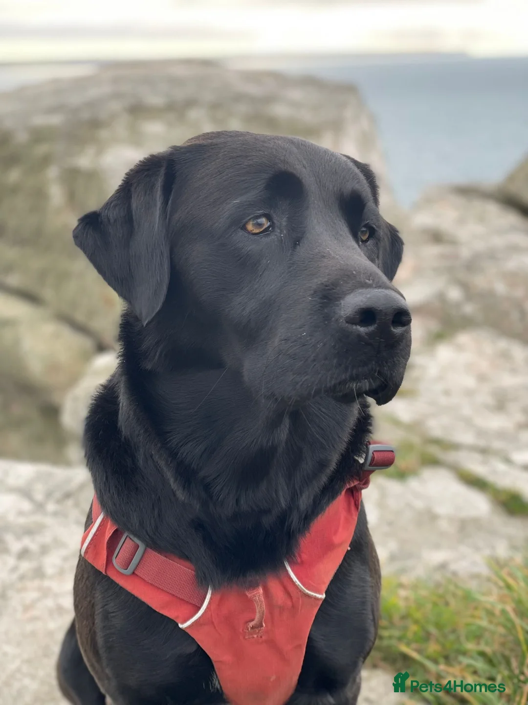 Mixed Breed dogs for sale: Huntaway/Labrador-Ridgeback Cross Puppies - Advert 2