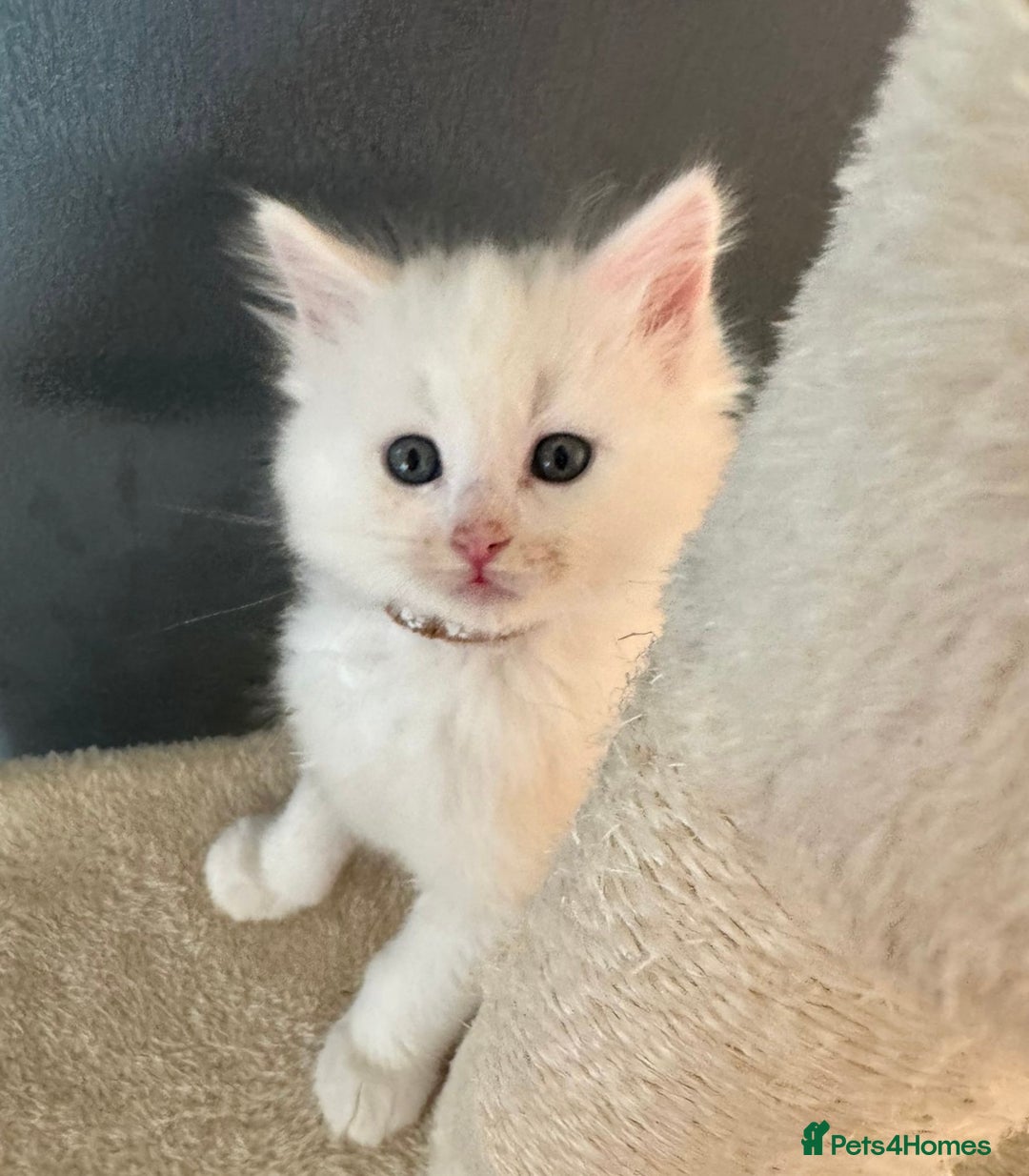 Mixed Breed cats for sale: Stunning Ragdoll x Maine Coon Kittens - Advert 9