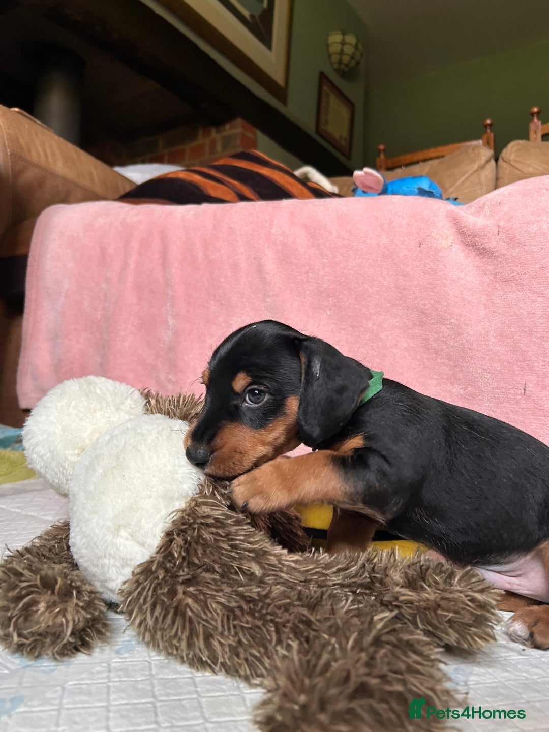 Mixed Breed dogs for sale: Jack weenier’s   - Advert 5