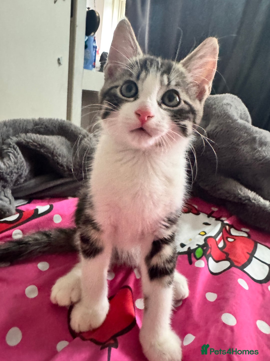 Mixed Breed cats for sale: tabby kittens - Image 4