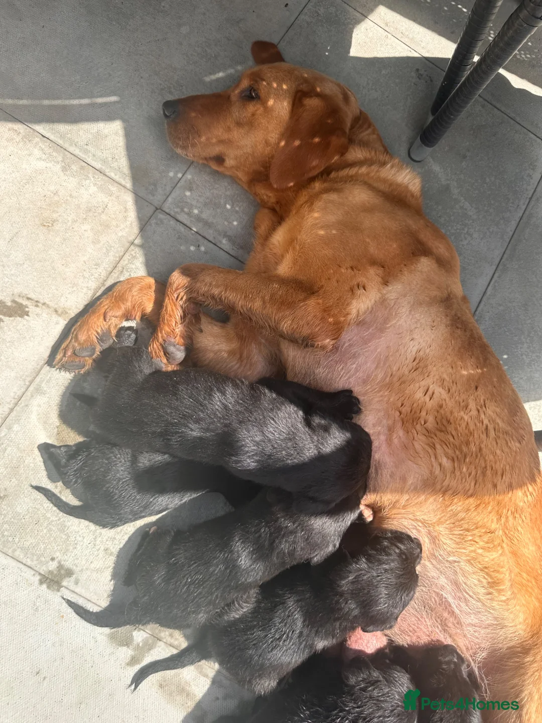 Cockerdor dogs for sale: 9 black beauty’s  - Advert 7