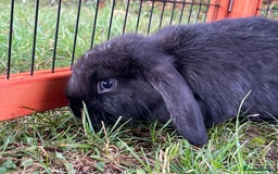 Mini Lop rabbits for sale: Male mini lop babies READY TO LEAVE  - Image 5