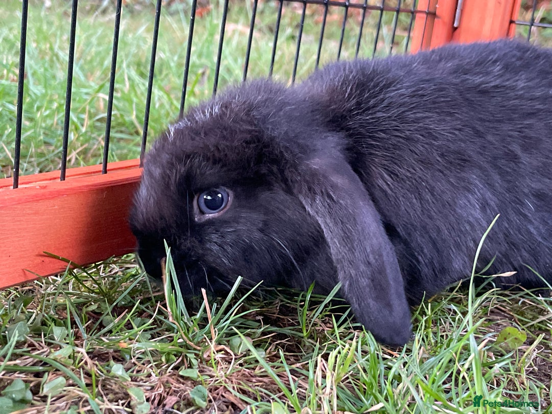 Mini Lop rabbits for sale: Male mini lop babies READY TO LEAVE  - Image 5