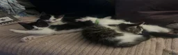 Mixed Breed cats for sale: Friendly playful kittens - Advert 9