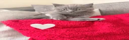 British Shorthair cats for sale: Fluffy British Shorthair kittens in Scunthorpe - Advert 8