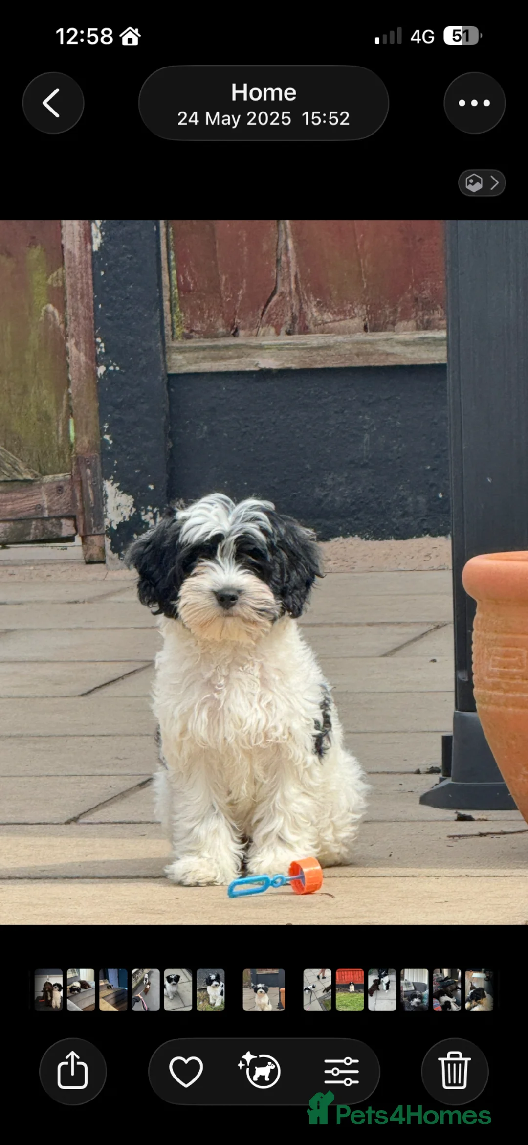 Mixed Breed dogs for sale: 2 females to rehome TOGETHER in Wigan - Advert 1