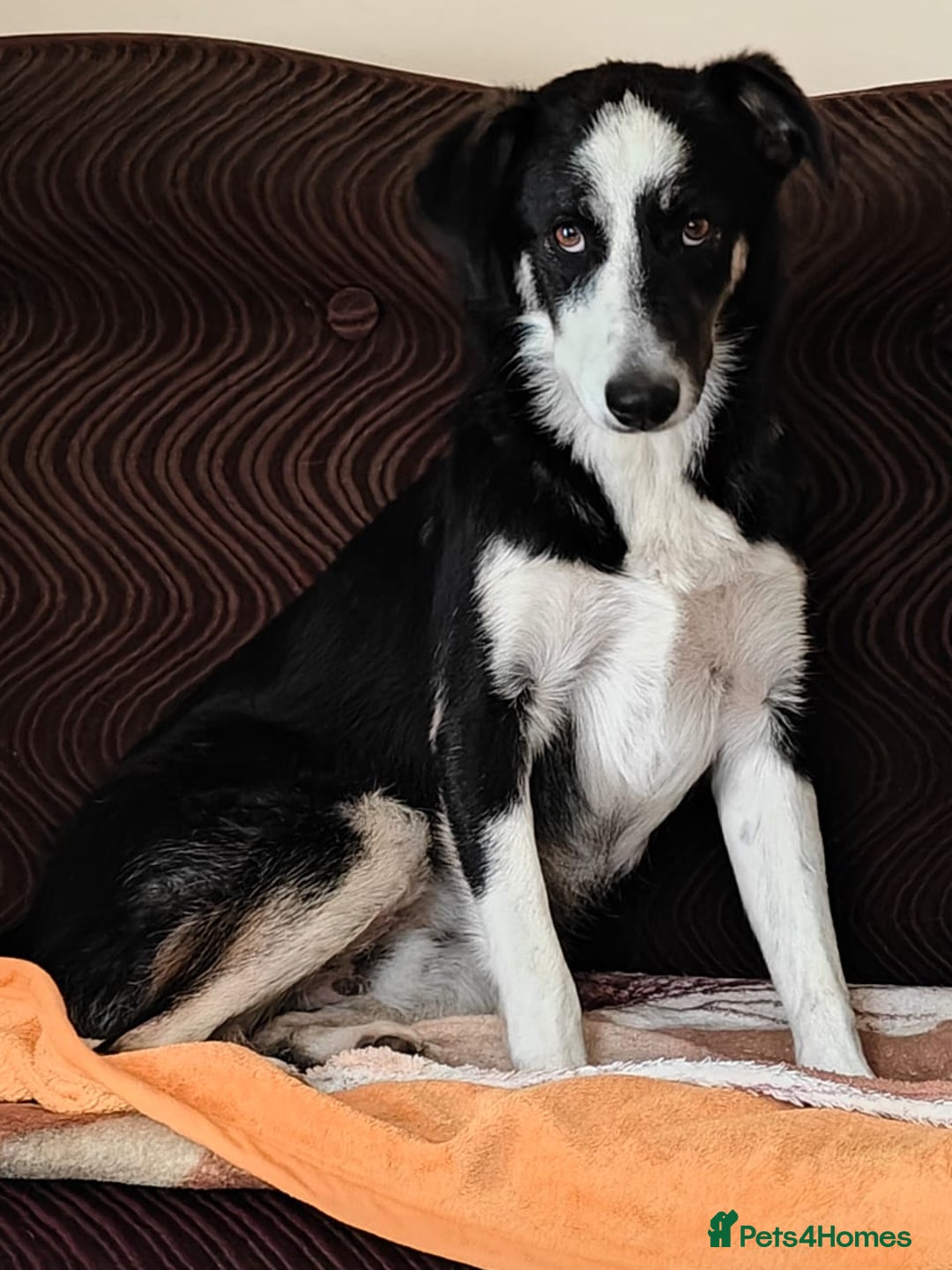 Mixed Breed dogs for adoption: 💙🐶 BENNY 🐶💙 - Image 23