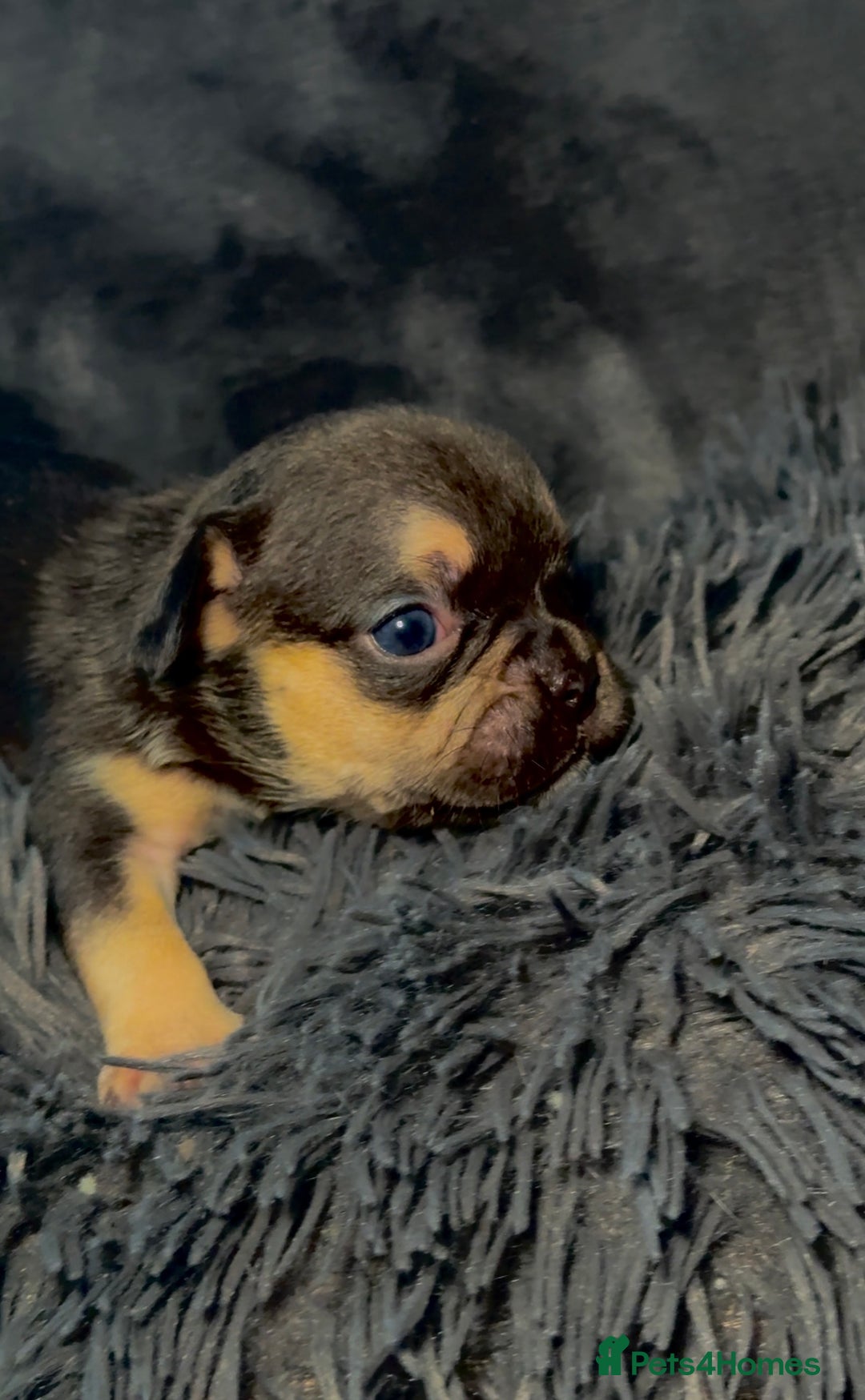 French Bulldog dogs for sale: KC Fluffy Carriers Isabella French Bulldogs puppy - Image 6