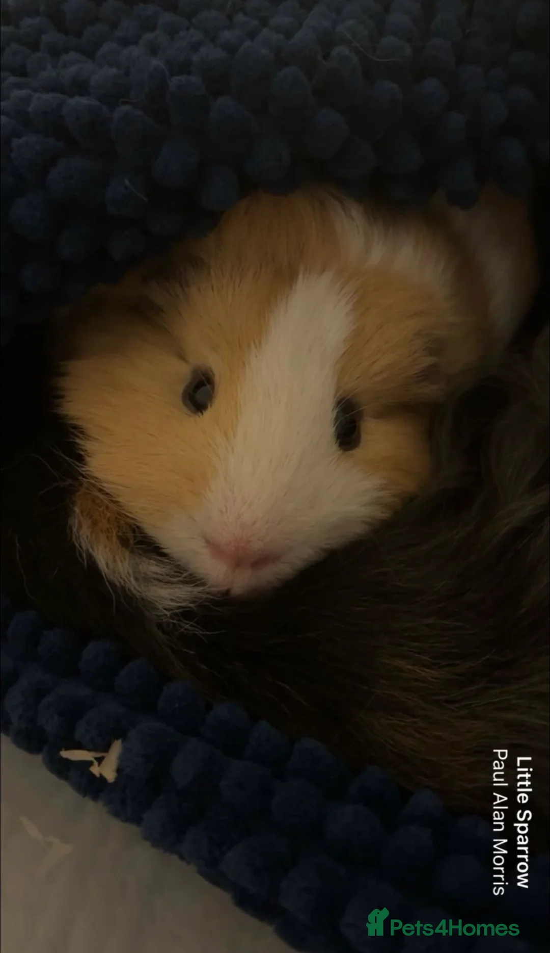 Guinea Pig rodents for sale: 2 bonded male guinea pigs for sale in Banwell - Advert 2