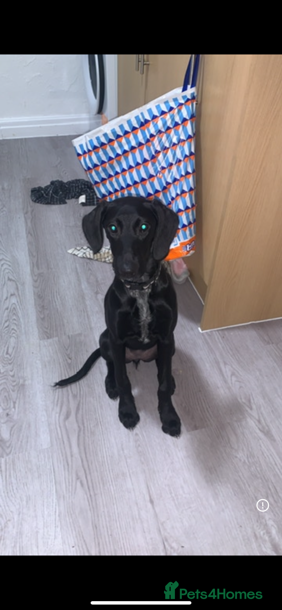 Mixed Breed dogs for sale: German pointer x saluki - Advert 1