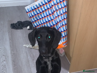 Mixed Breed dogs German pointer x saluki - Advert 3