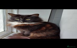 Mixed Breed cats for sale: 2 beautiful female cats - Image 5