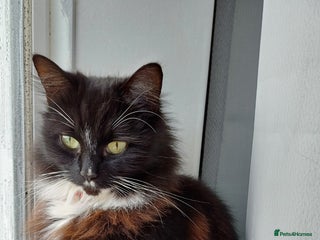 Mixed Breed cats 2 ragdoll X cats - Advert 12