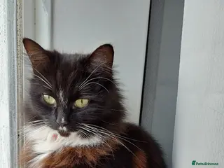 Mixed Breed cats 2 ragdoll X cats - Advert 16