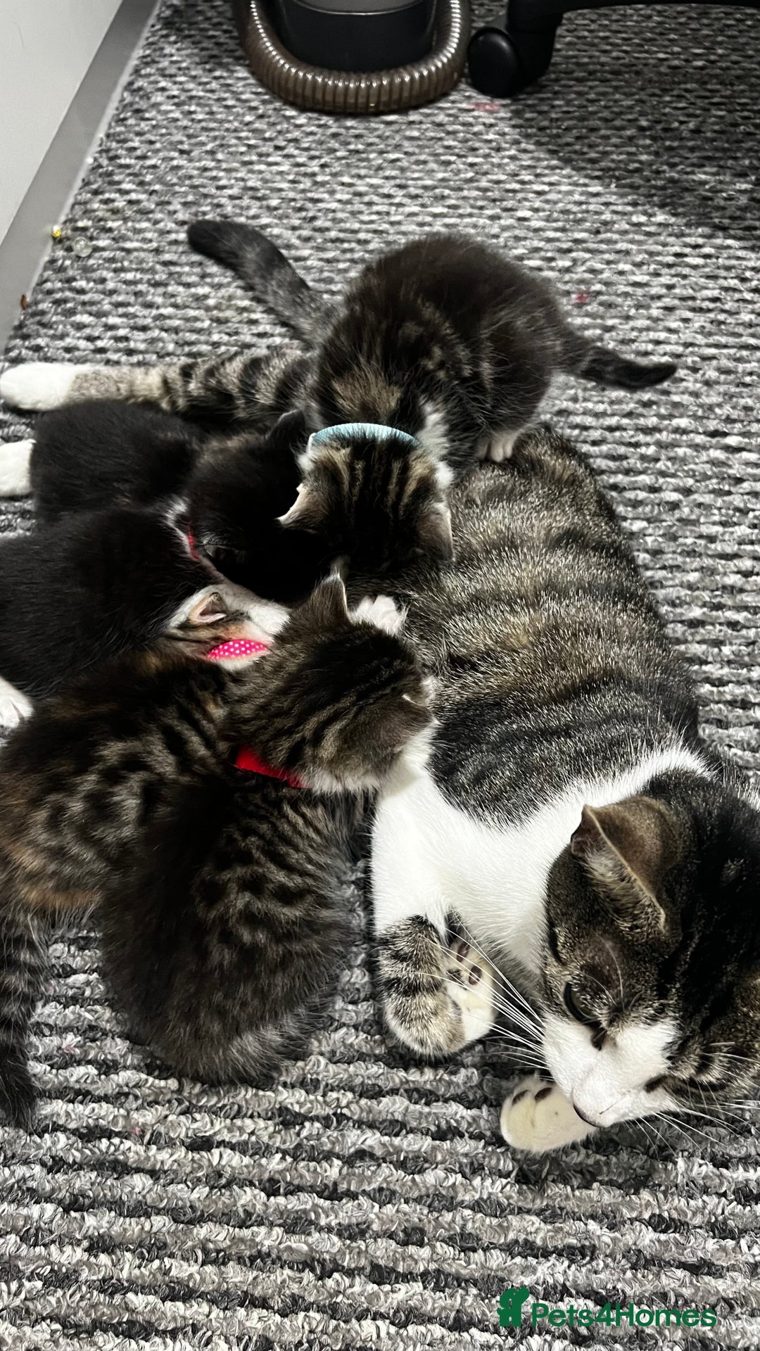 Bengal cats for sale: Beautiful bengals litter of 7😍 - Advert 9