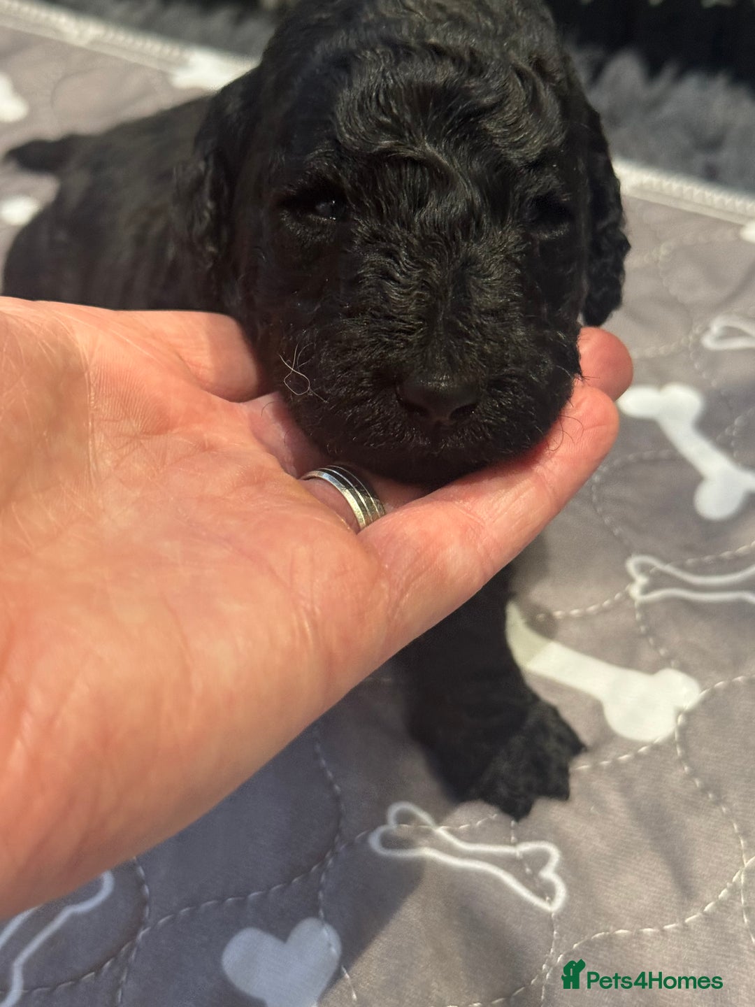 Standard Poodle dogs for sale: KC registered Poodles - Image 4