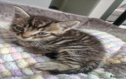 Bengal cats for sale: Stunning bengal X kittens - Image 9