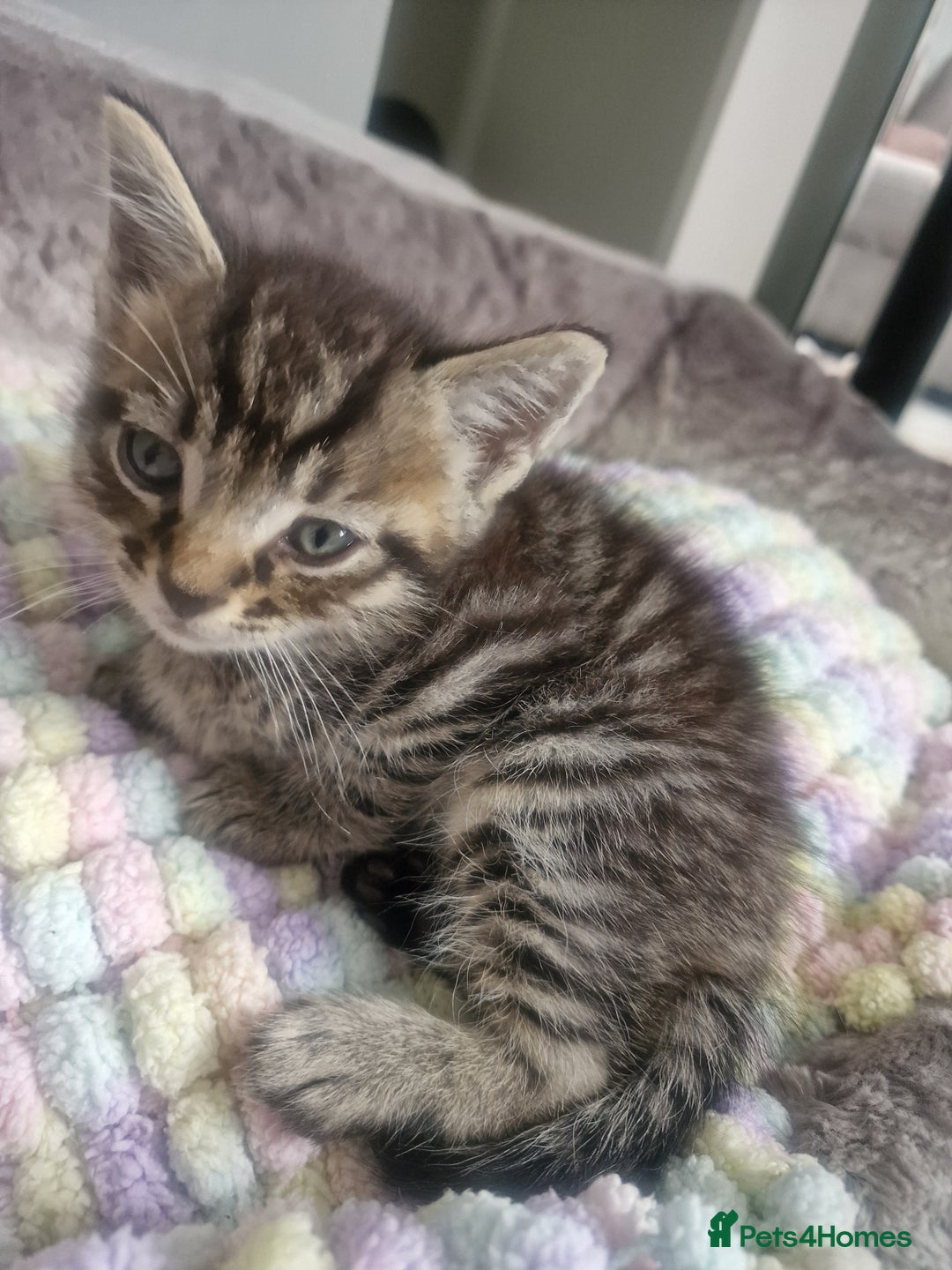 Bengal cats for sale: Stunning bengal X kittens - Image 9