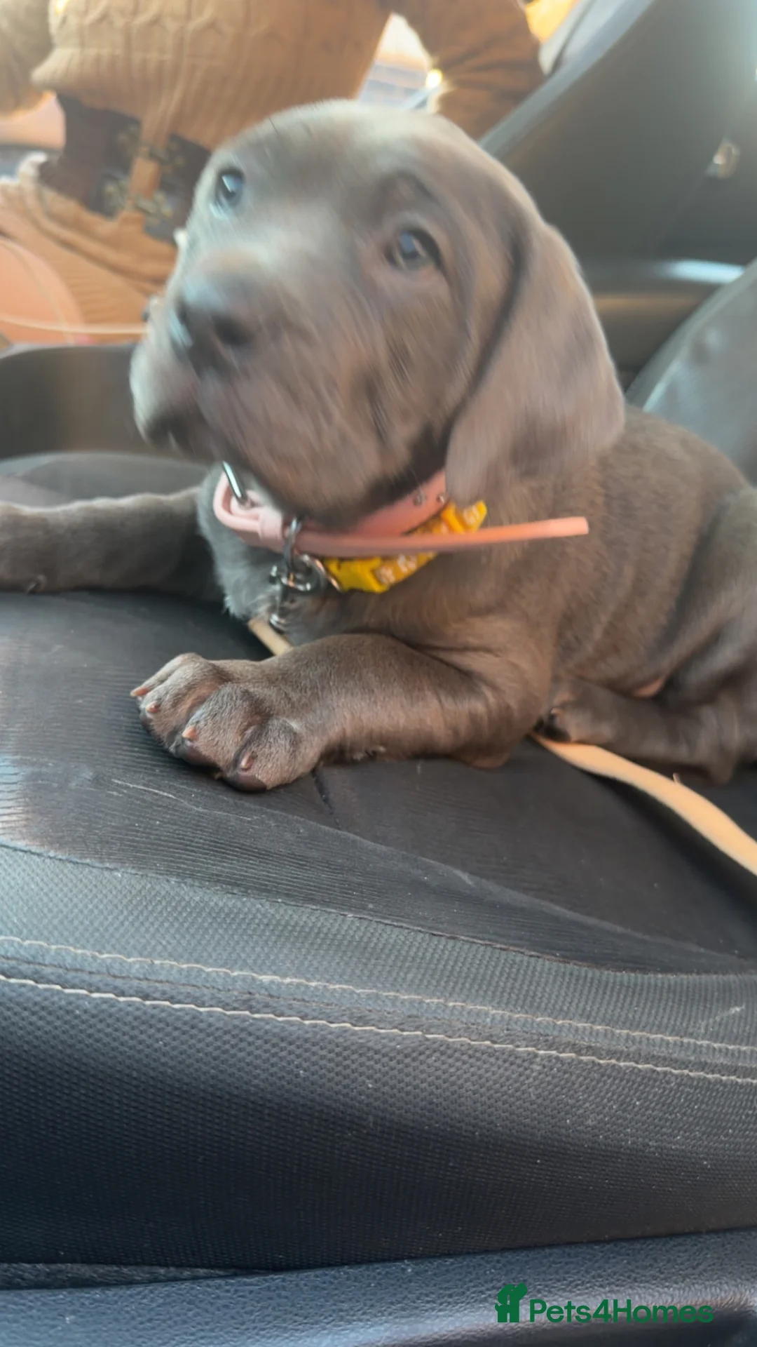 Mixed Breed dogs for sale: Cane corso cross  - Advert 2