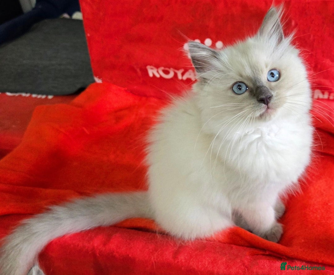 Ragdoll cats for sale:  beautiful Rag doll kittens raised at home - Image 1
