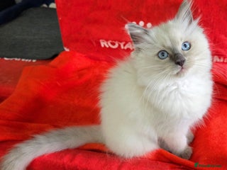 Ragdoll cats for sale - Advert 1