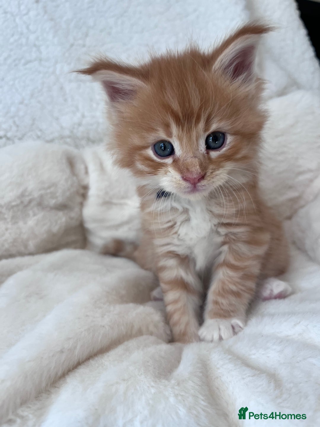 Maine Coon cats for sale: Maine coon kitten  - Image 18