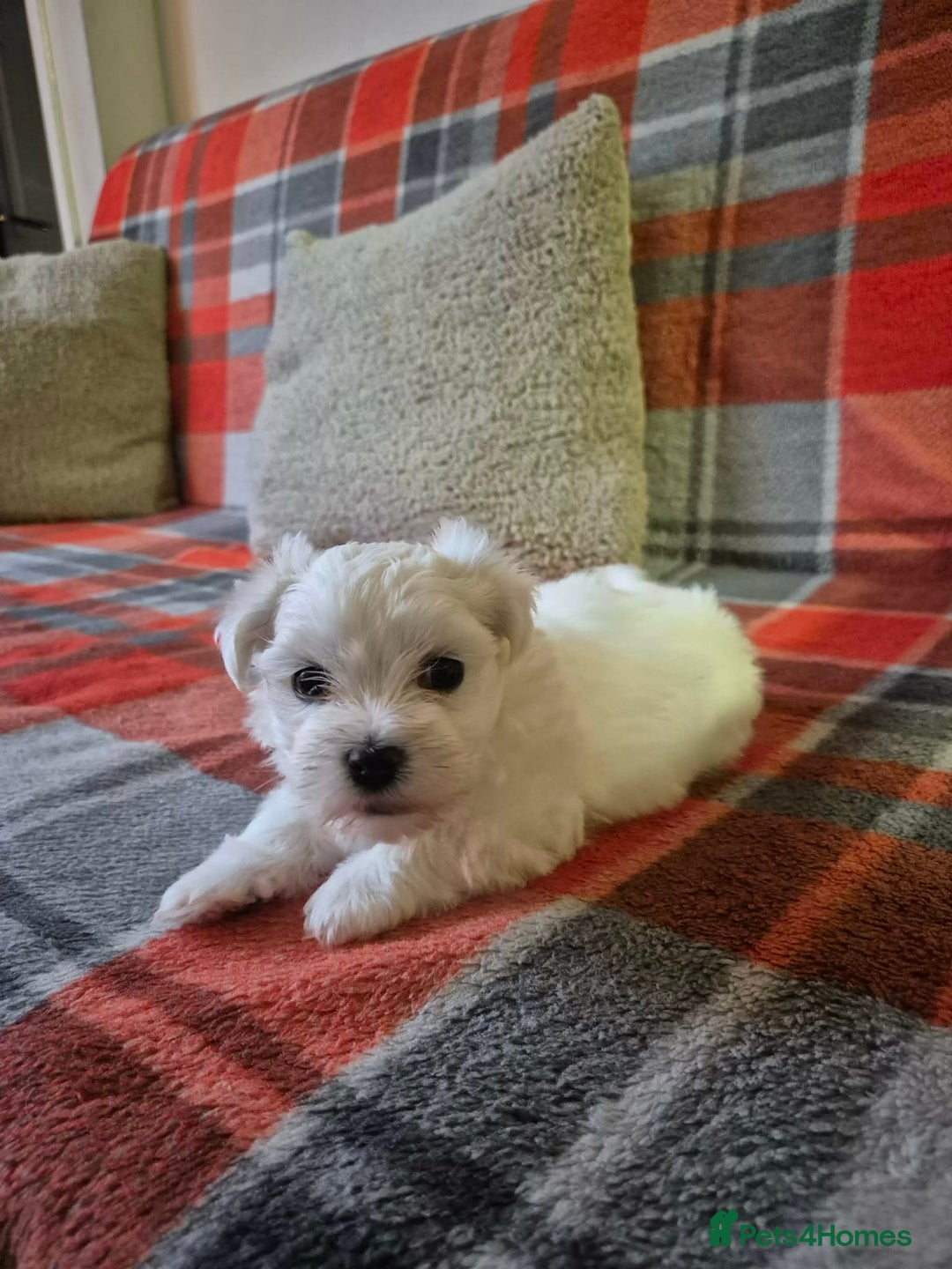 Bichon Frise dogs for sale: Bichon Frise - Advert 8