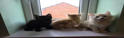 Maine Coon cats for sale: Maine Coon X  - Advert 5