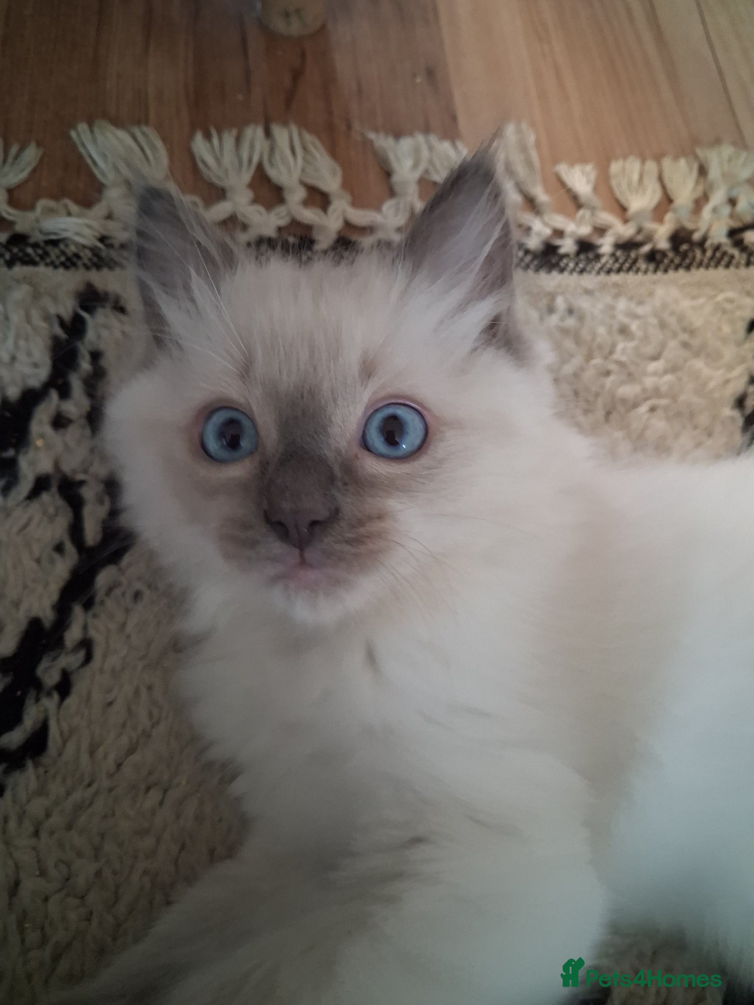 Ragdoll cats for sale: Ragdoll kittens ready 11th June after vet check - Advert 15