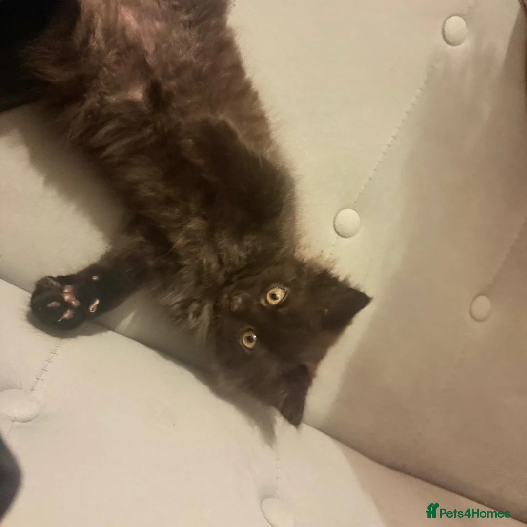 British Shorthair cats for sale: Black and tortie kittens ( mother for sale too) - Advert 2