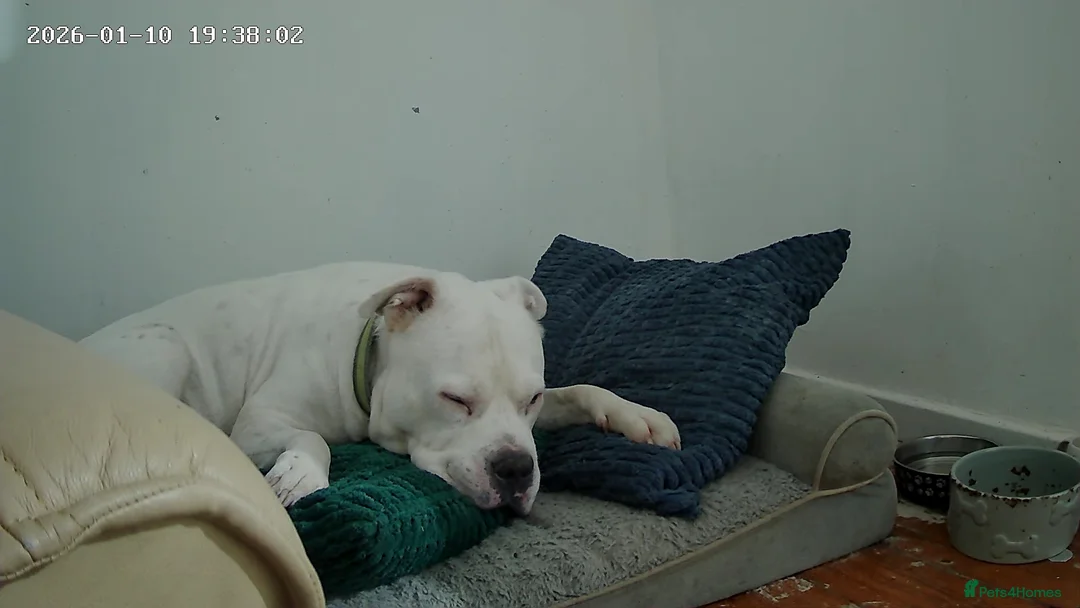 Staffordshire Bull Terrier dogs for sale: Staffordshire bull terrier  - Advert 4