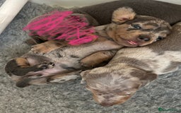 Dachshund dogs for sale: KC miniature dachshunds  in Middlesbrough - Image 19