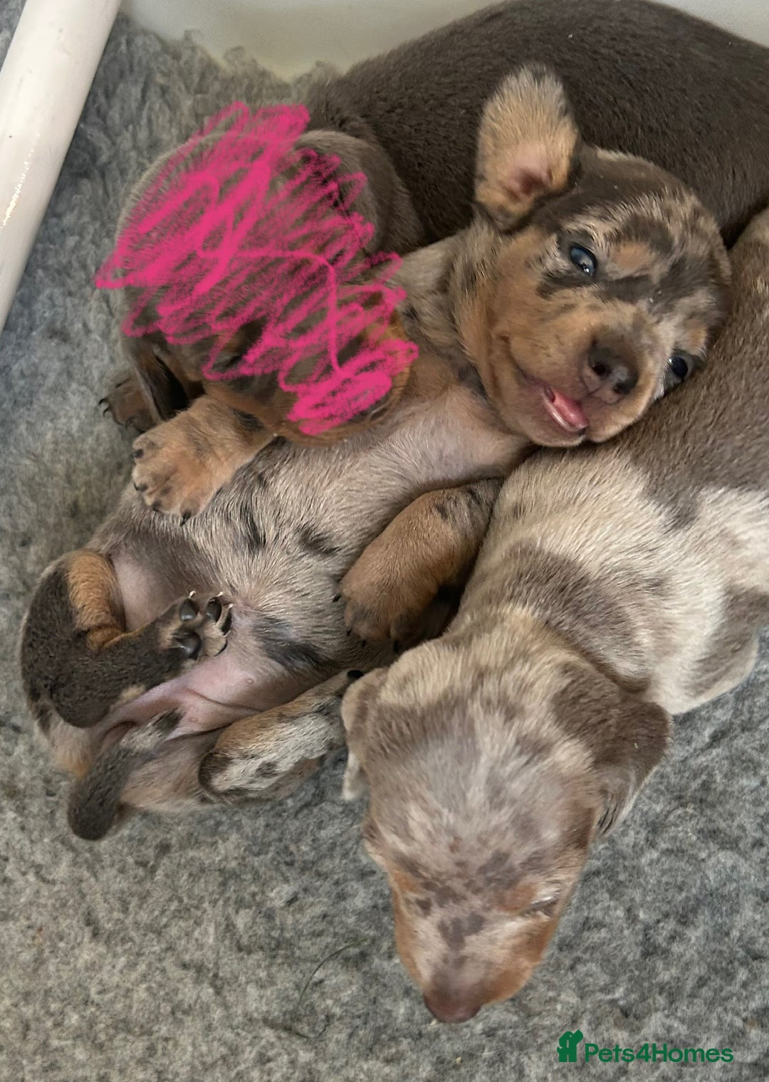 Dachshund dogs for sale: KC miniature dachshunds  in Middlesbrough - Image 19