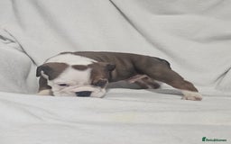 English Bulldog dogs for sale: Champion English bulldogs - Image 11