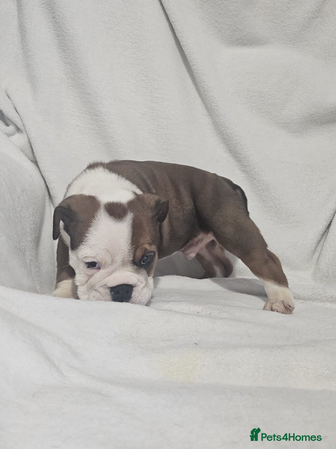 English Bulldog dogs for sale: Champion English bulldogs - Image 11