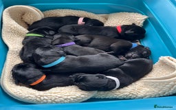 Labrador Retriever dogs for sale: KC Registered Black Labrador Puppies - Image 14