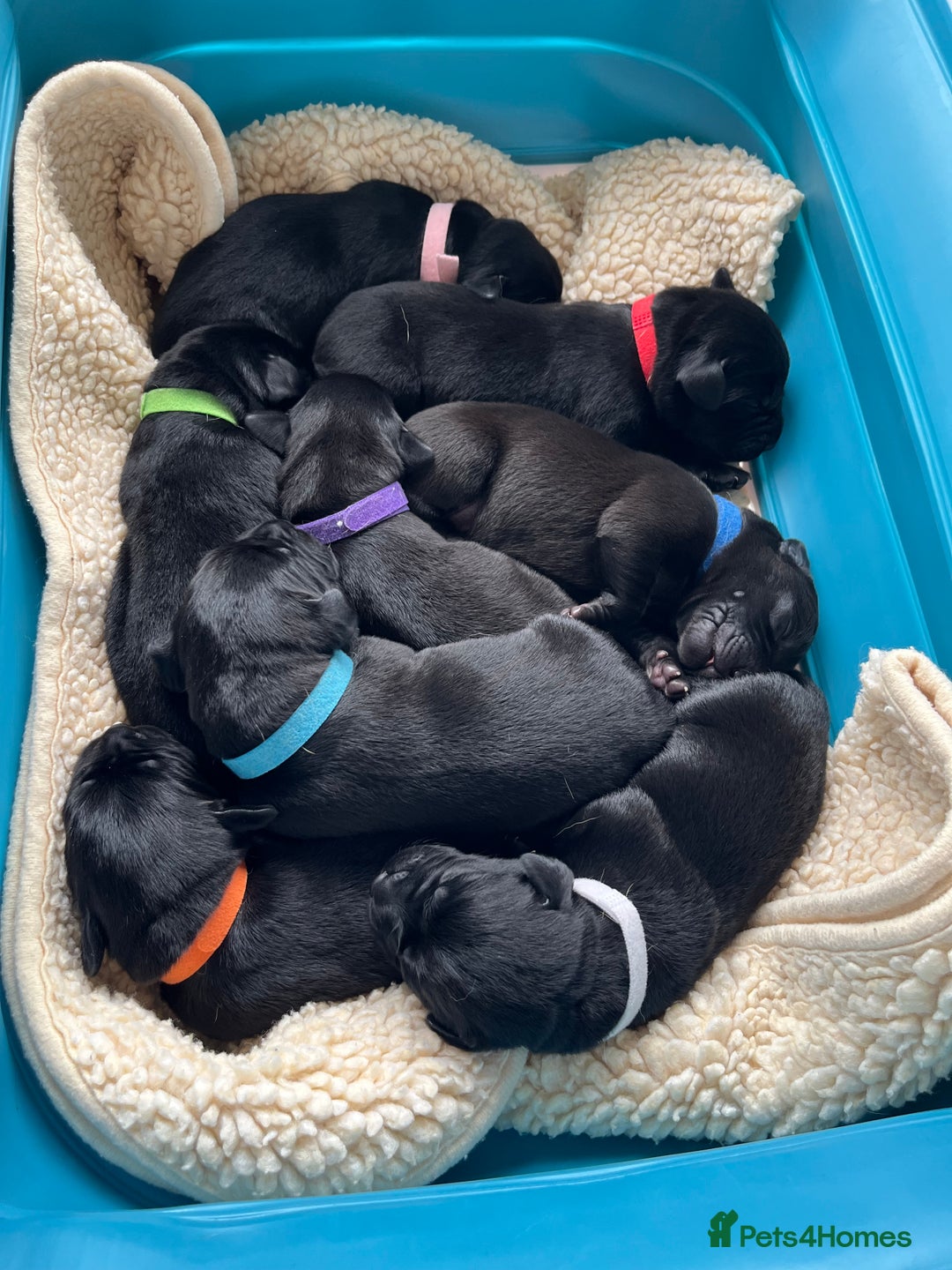 Labrador Retriever dogs for sale: KC Registered Black Labrador Puppies - Image 14