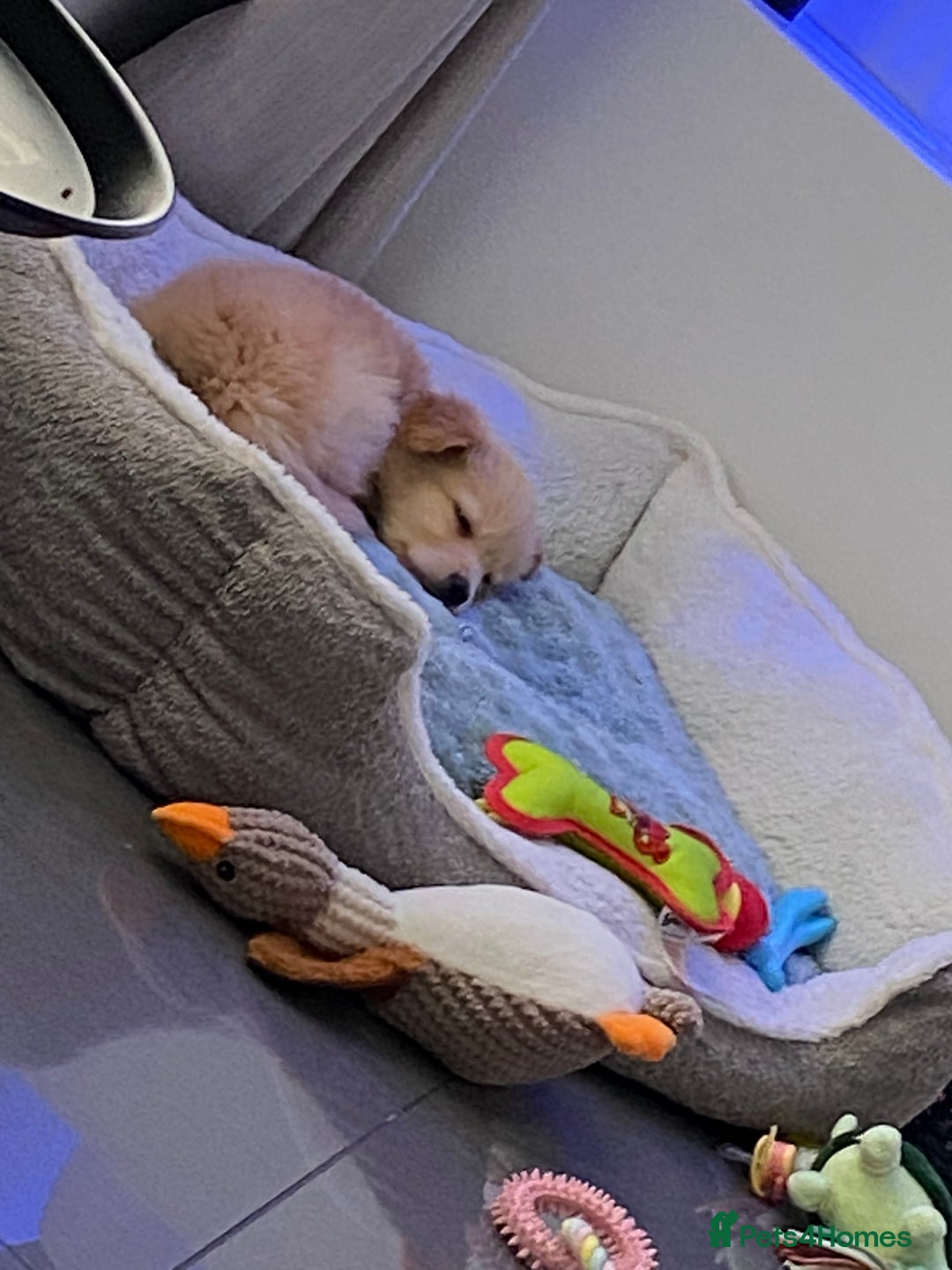 Golden Retriever dogs for sale: 10 week old girl 12 week old boy  - Advert 2