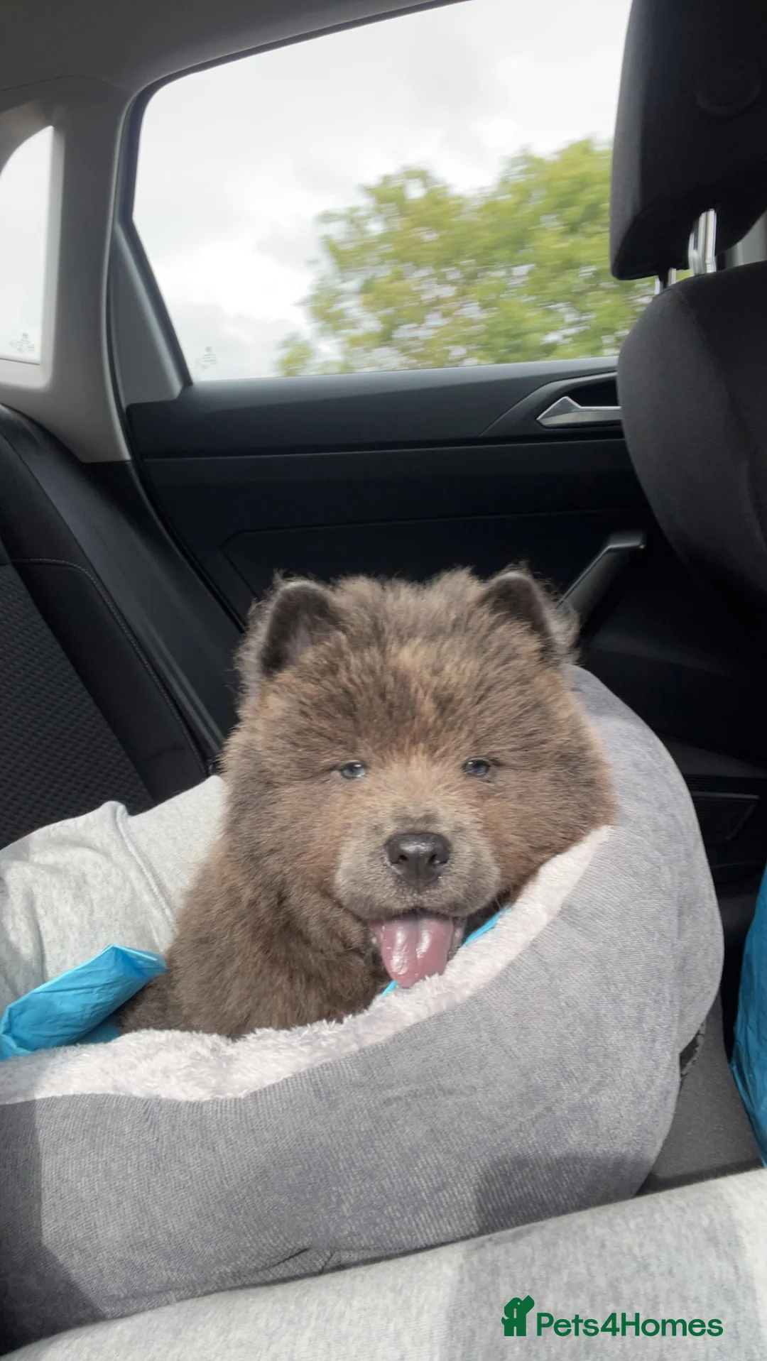 Chow Chow dogs for stud: 💙BLUE GORGEOUS CHOW CHOW💙 - Advert 5