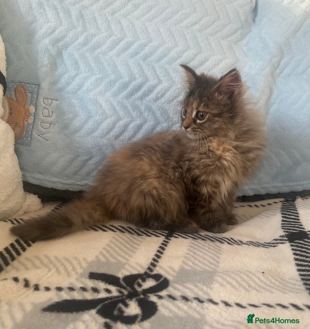 Maine Coon cats for sale: Maine Coon female kitten - Advert 6