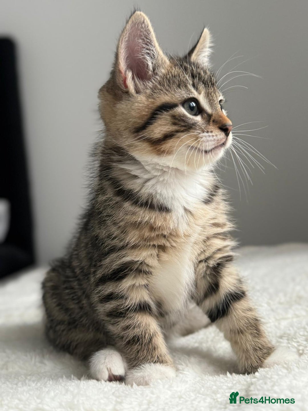 Abyssinian cats for sale: 6 Abyssinian & Tabby Kittens Available - Advert 1