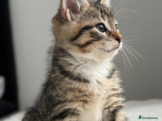 Abyssinian cats 6 Abyssinian & Tabby Kittens Available - Advert 1