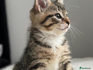 Abyssinian cats 6 Abyssinian & Tabby Kittens Available - Advert 9