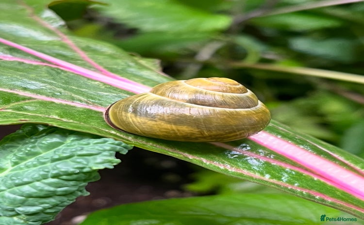 Snails invertebrates - Advert 4
