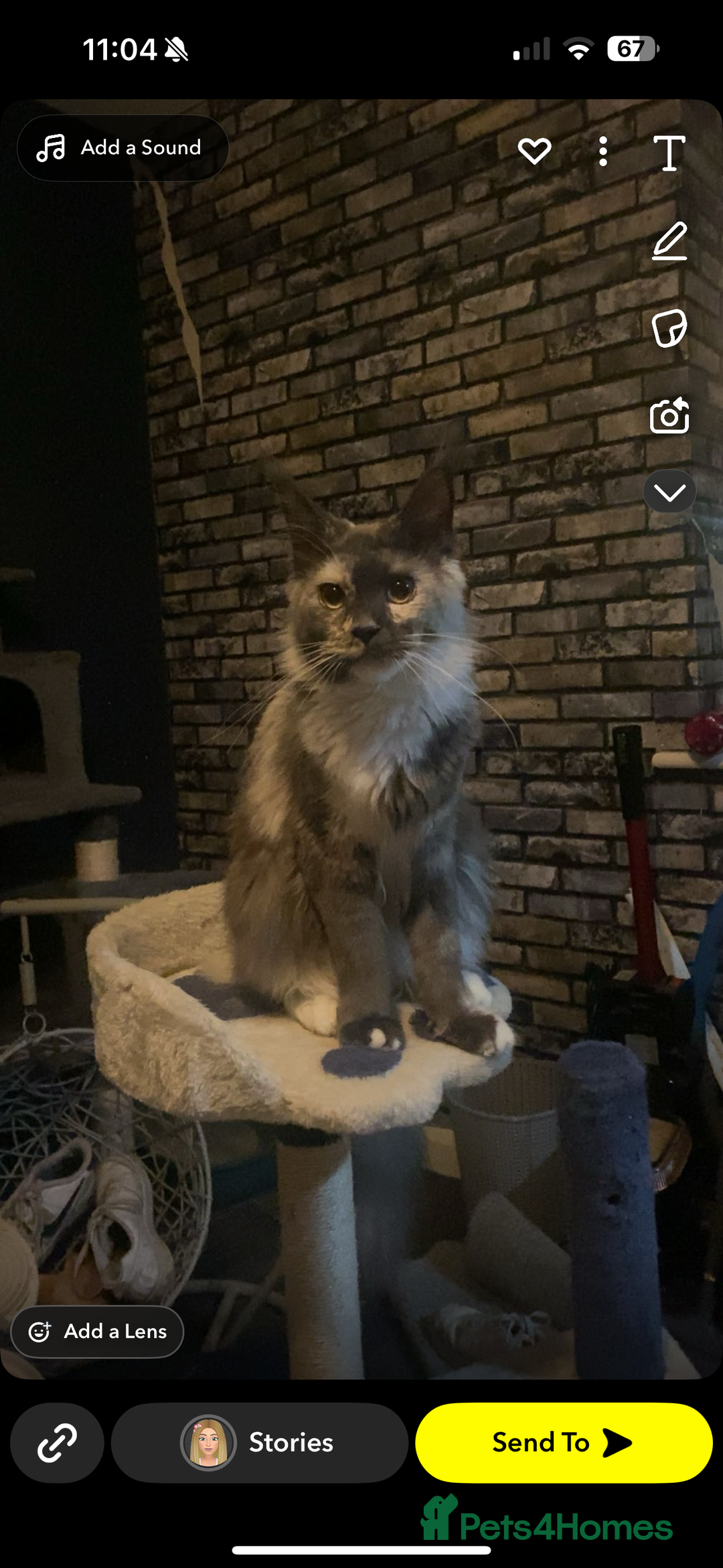 Maine Coon cats for sale: Maincoon - Image 1