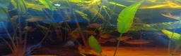 Other/Mixed Breed fish for sale: Very large fish tank with all equipment  - Advert 4