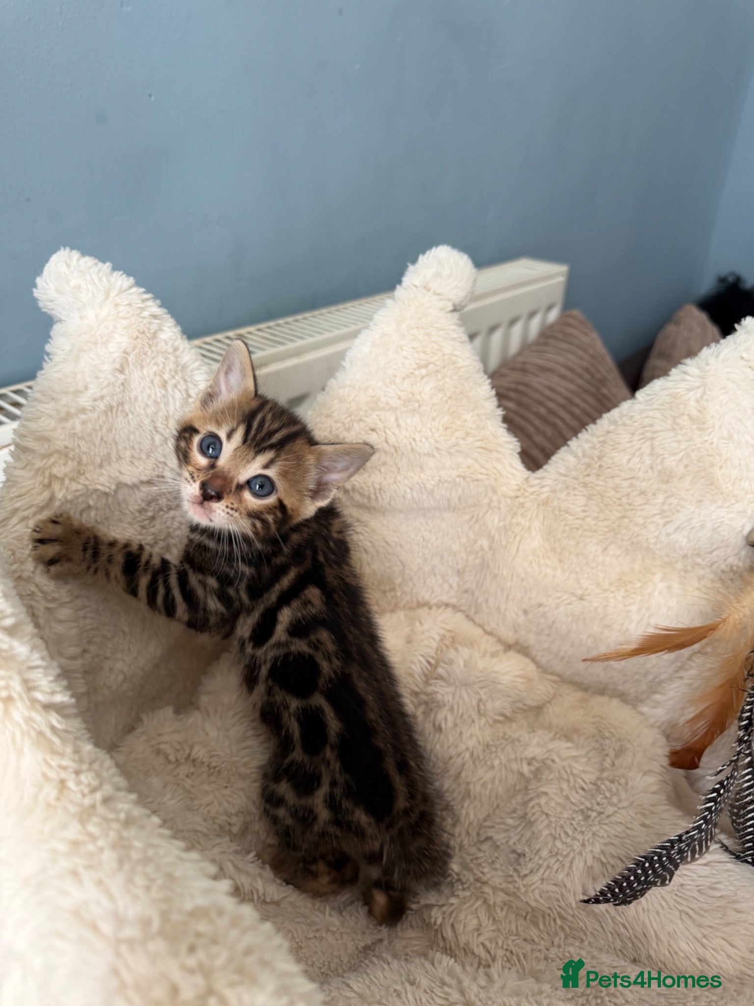 Bengal cats Pedigree Bengal kittens available. - Advert 1